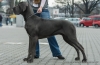 DWEIA Hromadog brunensis - JCh.SK