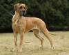 EIREEN from Minitz - VCh.SK, CZ, A, CIB, GCH.SR, CZ, Ch.CZ, SK, A, PL, JCh.CZ