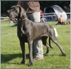 ELECTRA Margarejro - CIB, GCh.BUL, RO, Ch.PL, BUL, RO, UK, JCh.PL