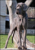 Libora Great Danes EXCALIBUR