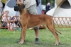 LUSSY Big Lord - CIB, GCh.SK, Ch.SK, CZ, H