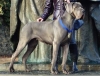 NEA Apollo Dog - CIB, GCh.SK, Ch.SK, RO