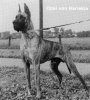 OPAL v.Harlekin - CIB, Ch.DDC, FR, Bel, Lux, NL, PL, H