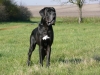 CHANDLER from Minitz - GCh.CZ, Ch.CZ, SK, PL, JCh.CZ