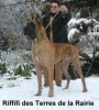 RIFIFI des Terres de la Rairie - CIB, Ch.A, SK, Slo, Chor, H