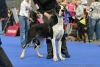 TAYA Gold Siux - GCh.SK, Ch.SK, H, JCh.SK